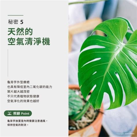 龜背與|【室內觀葉植物】綠手指必知的龜背芋5個秘密，加碼。